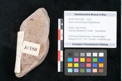 Foto (Objekt + Etikett) von Quercus lonchitoides Ettingshausen (NHMW-GEO-2024-0188-10180)